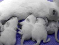 Ερμηνεία ονείρου - ποντίκια, η έννοια των ονείρων για ποντίκια