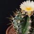 The eternal question - why does a cactus bloom?