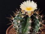 Večno vprašanje - zakaj kaktus cveti?